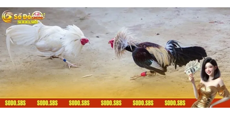 Đá Gà Cựa Dao - Lựa Chọn Cược Ưu Tiên Top 1 Của Bet Thủ Chia sẻ một số giống gà được lựa chọn thường xuyên