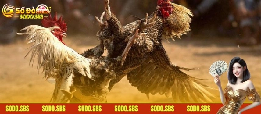 Đá Gà Thomo - Mãn Nhãn Với Những Màn So Tài Kịch Tính Đá gà cựa tròn tạo những màn giao tranh mãn nhãn