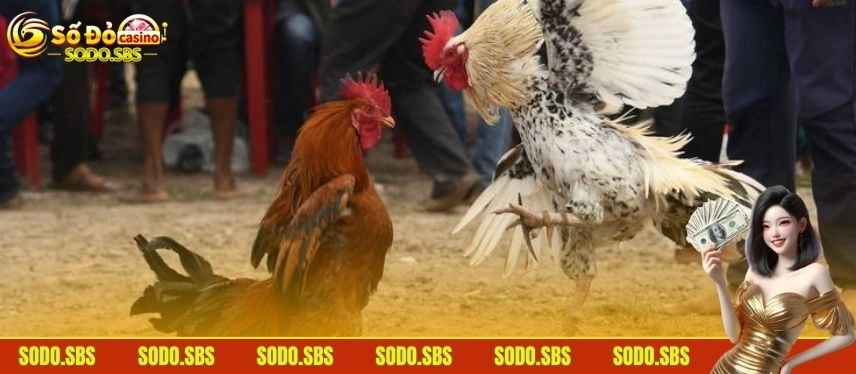 Đá Gà Thomo - Mãn Nhãn Với Những Màn So Tài Kịch Tính Đá gà Thomo đặc biệt nhờ những tiện ích thông minh
