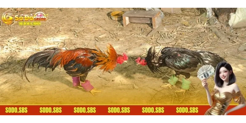Đá Gà Cựa Dao - Lựa Chọn Cược Ưu Tiên Top 1 Của Bet Thủ Một vài thông tin về đá gà cựa dao nên bỏ túi