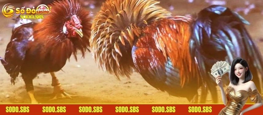 Đá Gà Online - Cảm Nhận Không Gian Trực Tuyến Cực Đỉnh Phân tích kèo cược để đưa ra lựa chọn thông minh