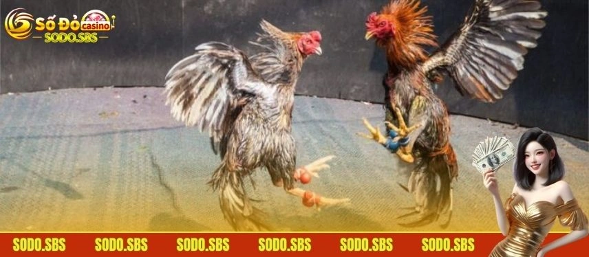 Đá Gà Thomo - Mãn Nhãn Với Những Màn So Tài Kịch Tính Quy tắc cược đơn giản tạo nên sức hút bộ môn đá gà