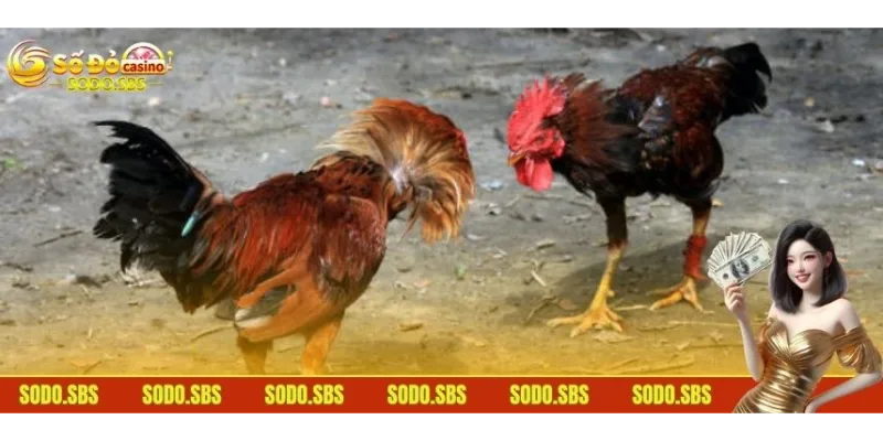 Đá Gà Cựa Dao - Lựa Chọn Cược Ưu Tiên Top 1 Của Bet Thủ Tổng hợp một vài quy định luật chơi nên bỏ túi